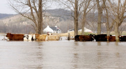 Livestock & flooding