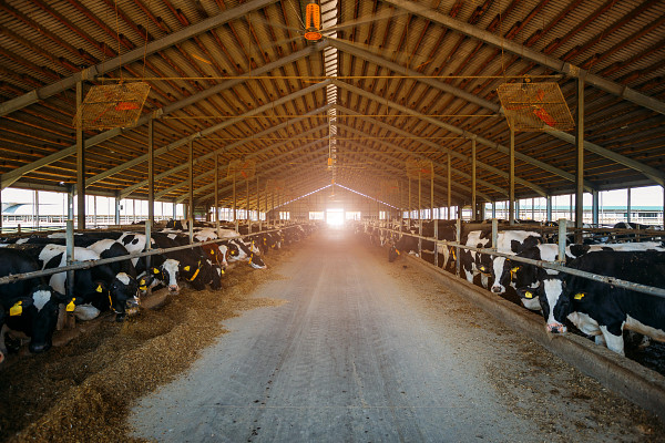 Breeding Dairy Cows In Free Livestock Stall - iStock.com / Vladimir Zapletin