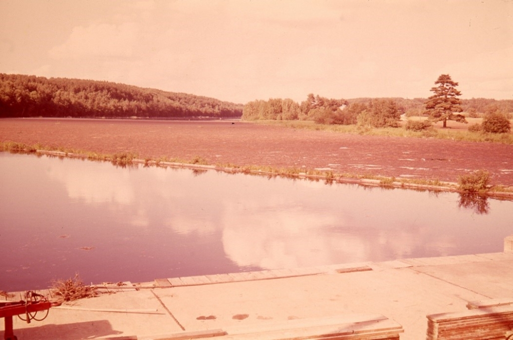 Floating organic matter at the Hat Rapids Dam in 1969