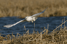 Snowy Owl in Flight Horicon Marsh