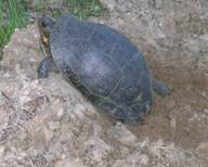 Blanding’s Turtle laying eggs 