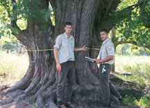 largest silver maple found during the forest inventory