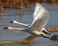 A pair of tundra swans on Mississippi River