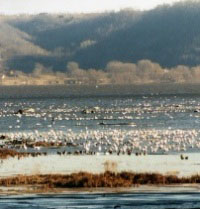 Thousands of tundra swans rest and feed on the Mississippi River during the fall.