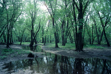 Trees and water in Avon Bottoms