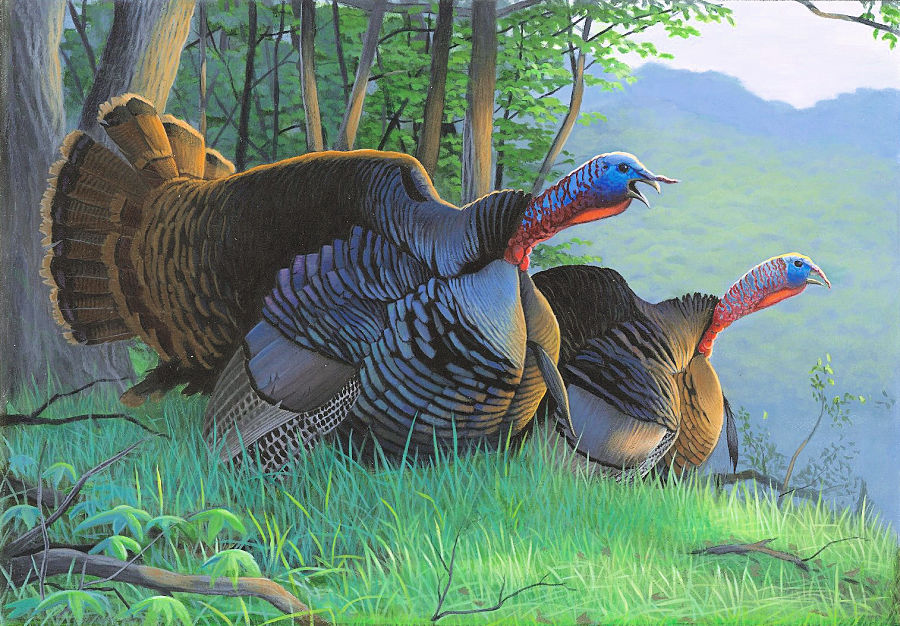 2021 Wild turkey stamp by Caleb Metrich