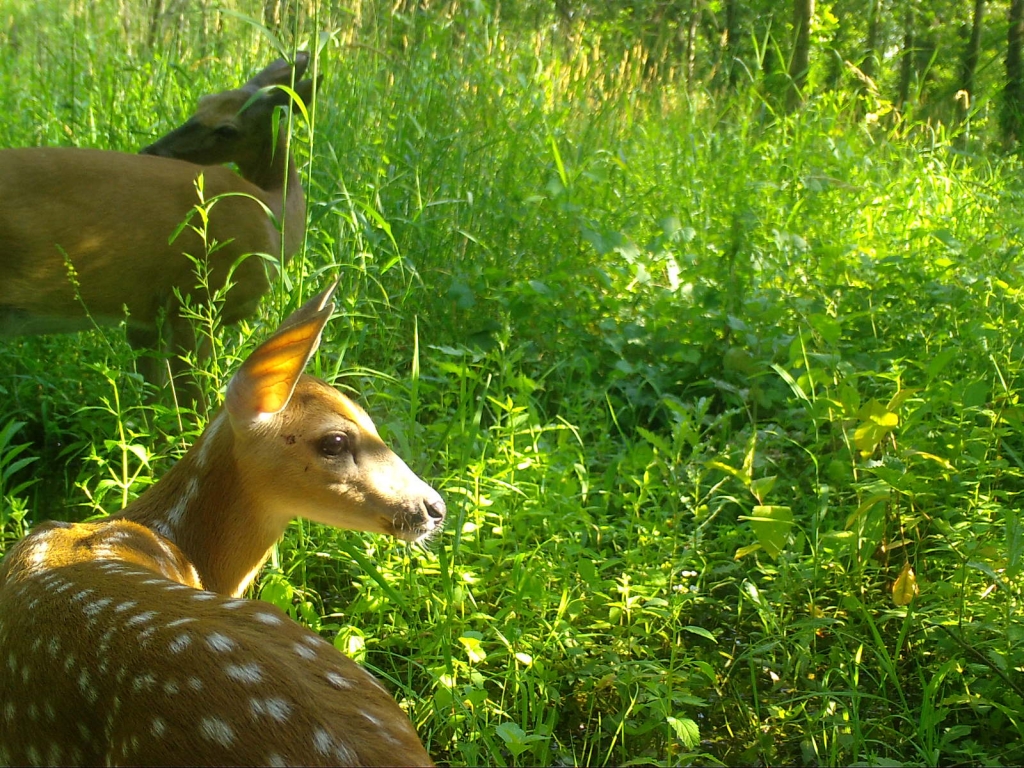 Fawn and doe relaxing in tall grass