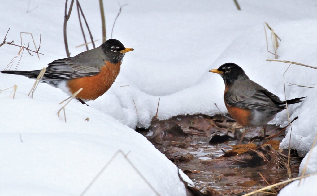 Although some American Robins overwinter in Wisconsin, migrating robins have now surged into the southern half of the state, where they are foraging on bare ground, eating leftover fruits, and singing to announce spring territories.