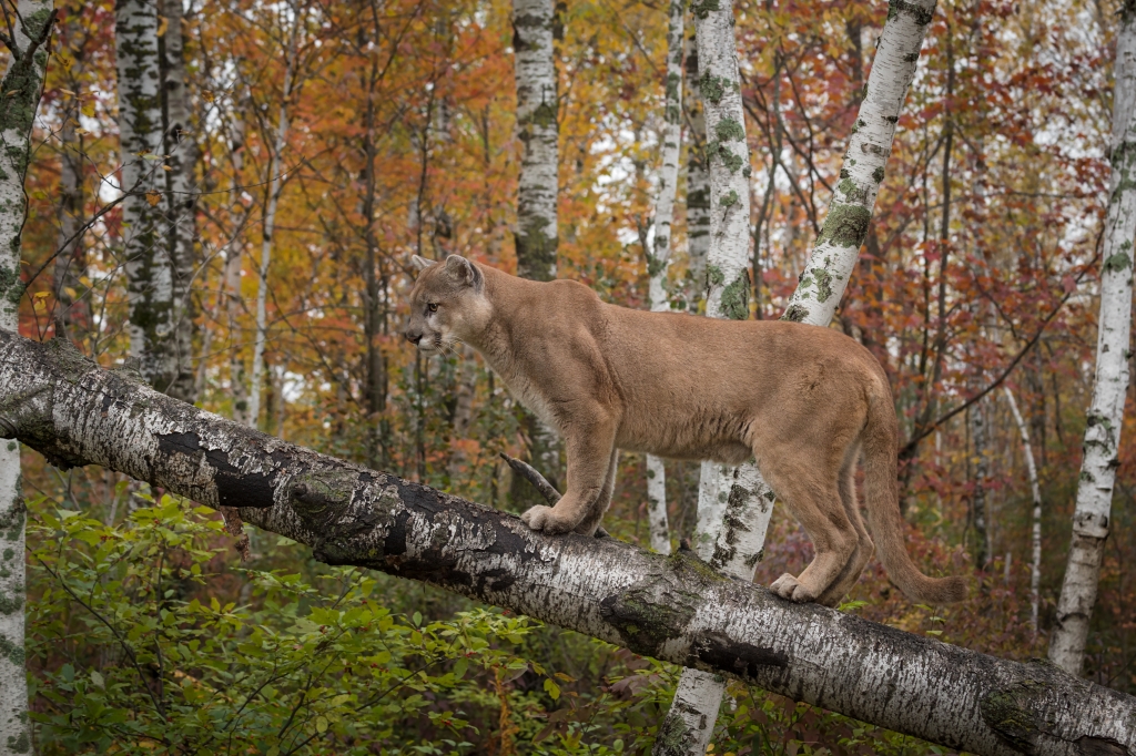 Cougar standing on an aspen dead fall
