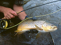 brown trout on fly