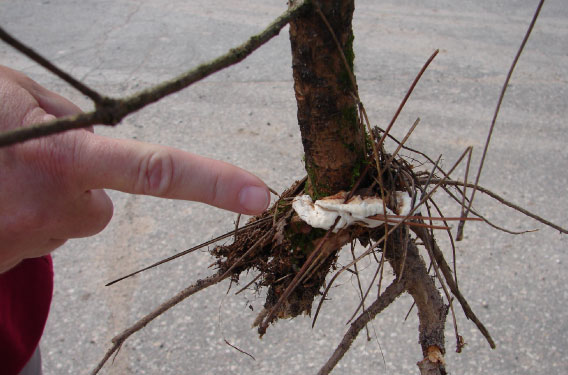 A close-up of a person pointing at an infected seedling's white fruit bodies.