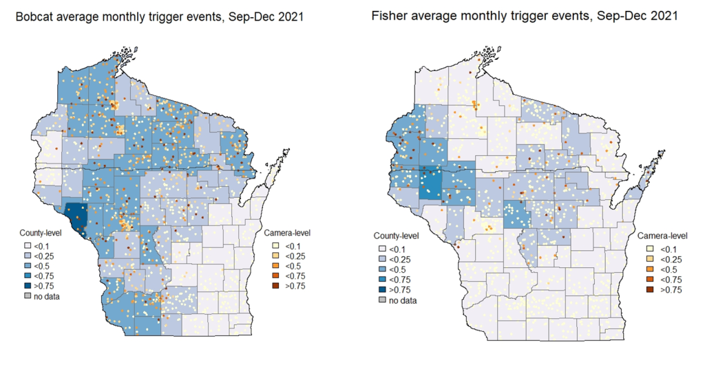 Two maps of Wisconsin showing the average monthly trigger events for bobcat and fisher within the state.