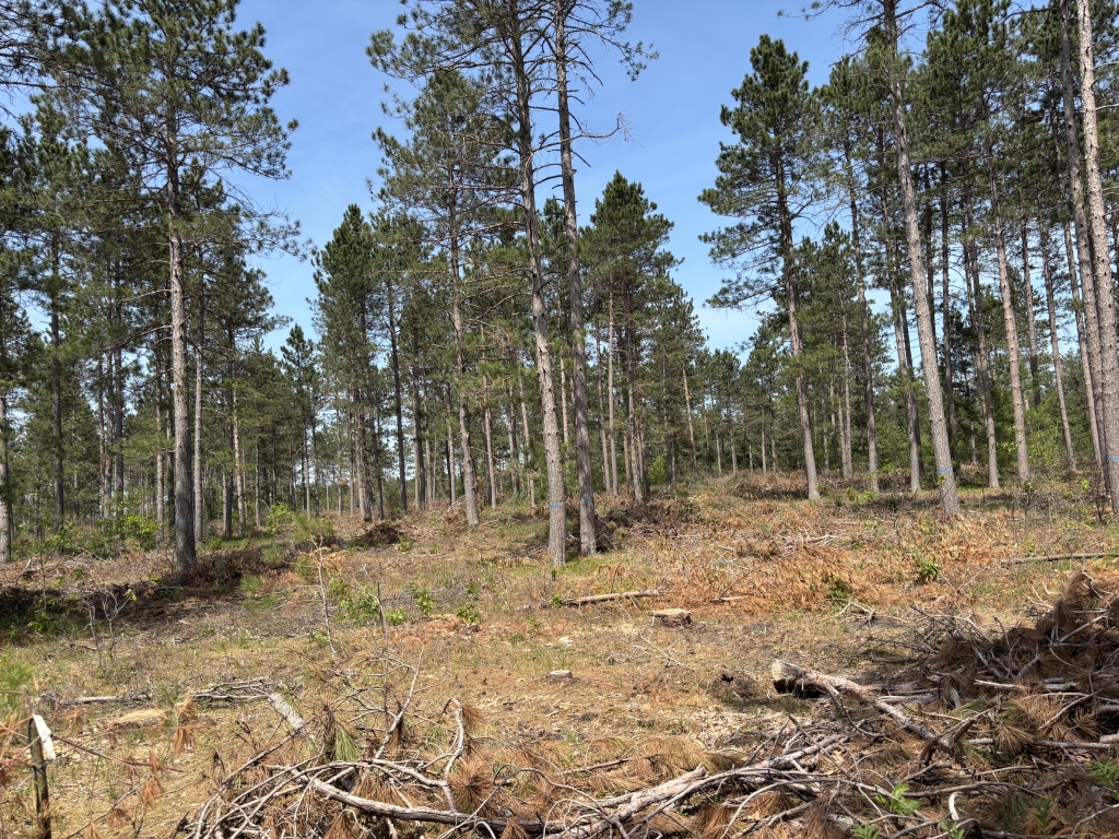 A red pine stand managed with the ICO approach.