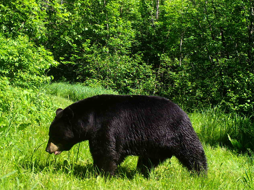 Black bear from Clark County