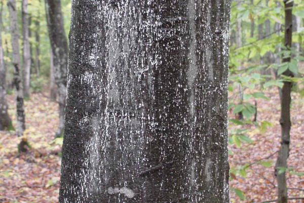 A beech tree covered in scales.
