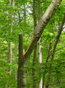 A beech tree, its trunk peeling in half.
