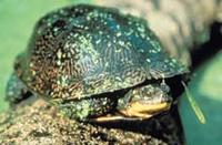 A Blandings Turtle on a log.