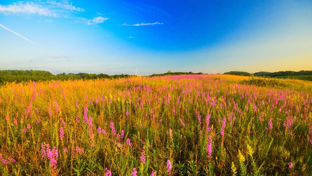 Field of lavender flowers on Drumlin Prairie