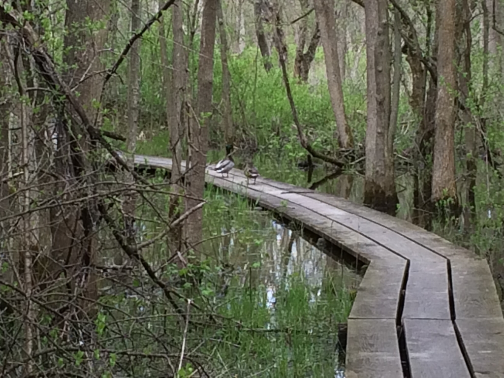 Boardwalk at River Bend Nature Center in Racine County