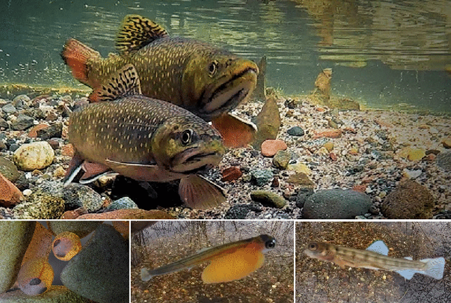 Combination of photos showing spawning pair or brook trout, eggs in gravel, yolk sac larvae and young of year. 