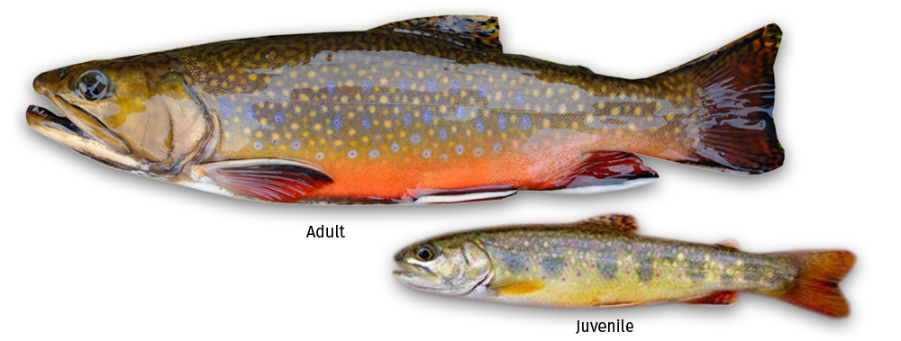 Images of adult and juvenile brook trout