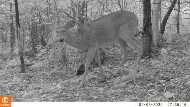 A white tailed deer buck looks at the camera while walking at dusk.