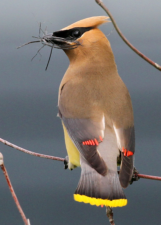 Although nesting season is winding down for most species, cedar waxwings are late nesters. Some have begun to fledge young while others are still building nests! Photo by Ryan Brady. 