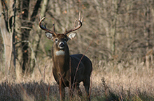 Buck deer