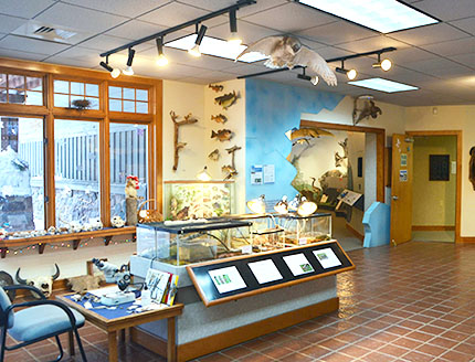 inside of the interpretive center, looking at animal terrariums, wall displays and other nature exhibits
