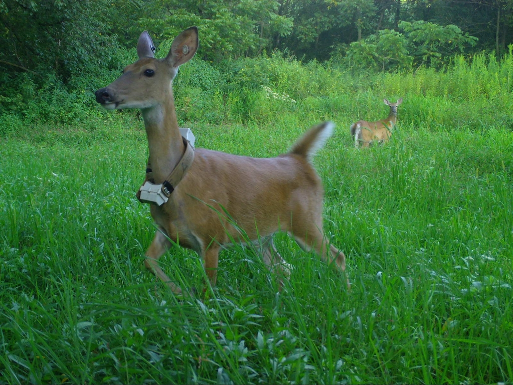 Collared Doe on a Snapshot Wisconsin trail camera