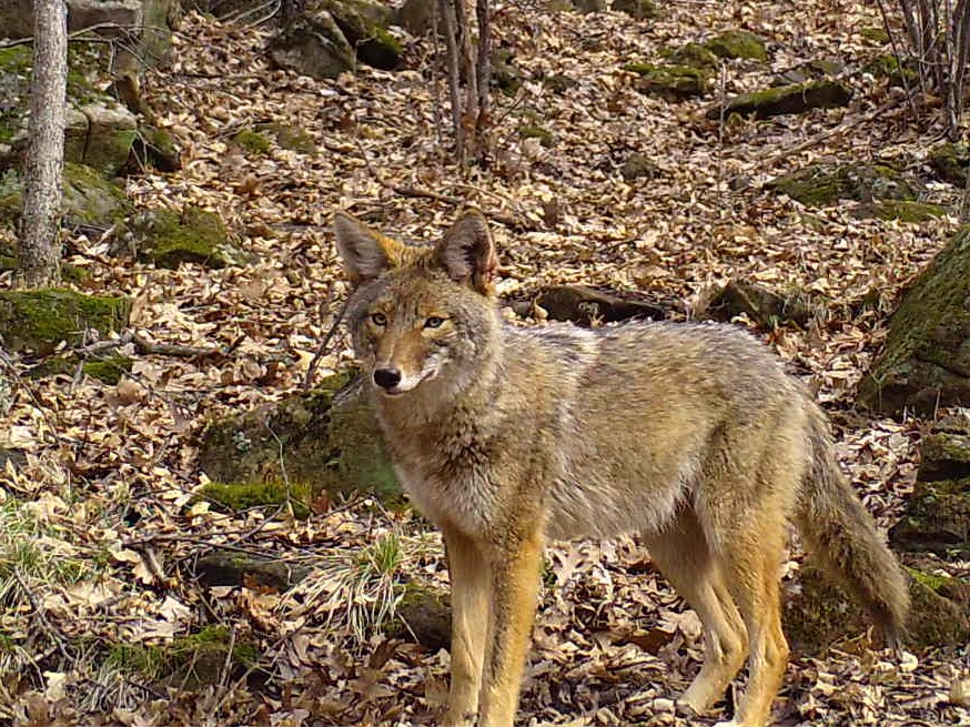 Coyote with Fall leaves behind it