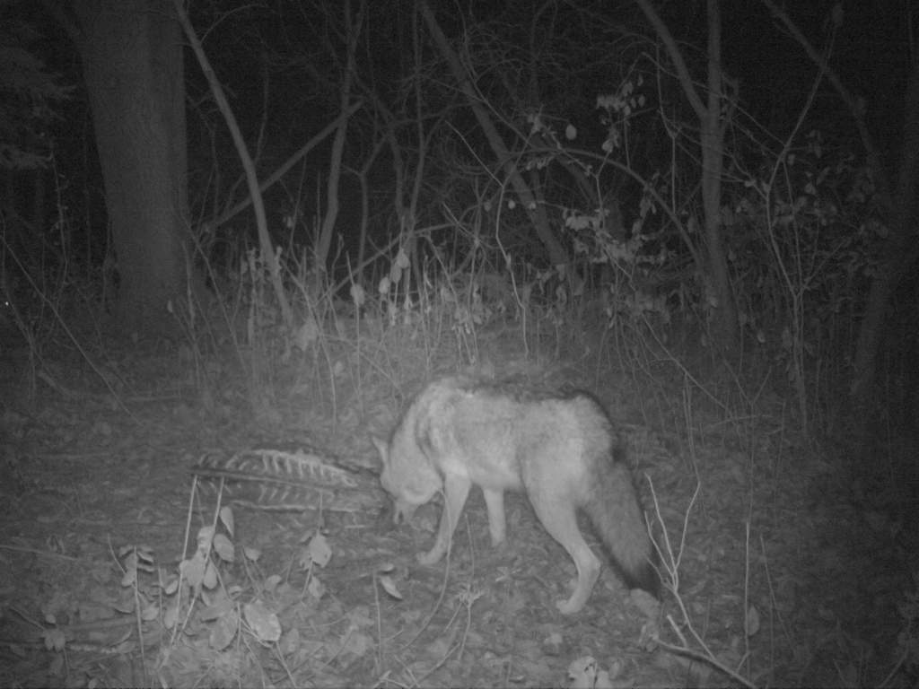 Coyote checking out some remains