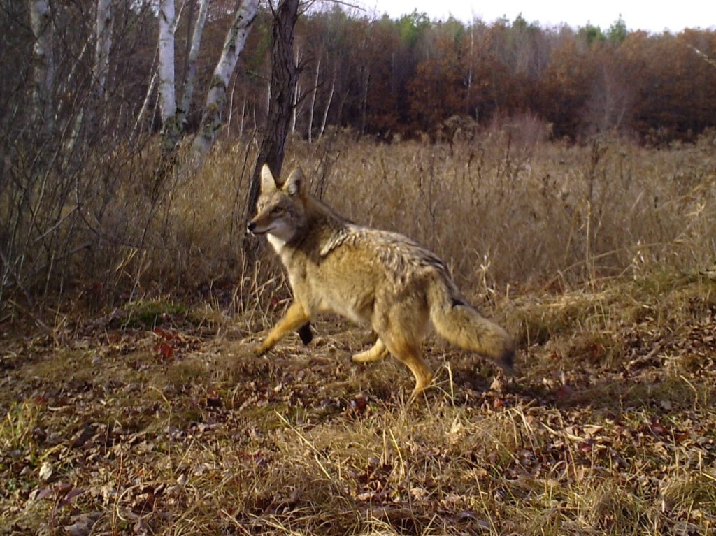 An alert coyote, roaming through a field