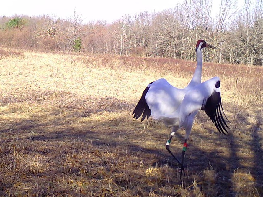 Snapshot's first Whooping crane detection