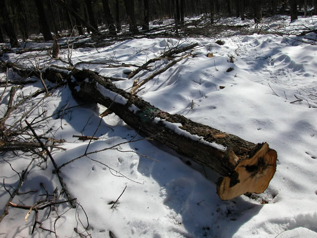 A fallen tree lying on the snow.