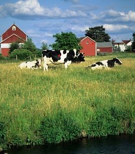 Dairy cows grazing on farm