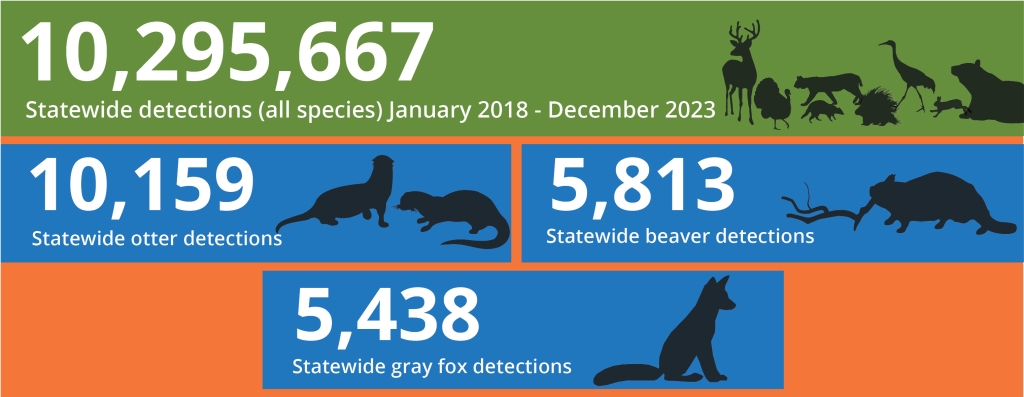 A graphic showing statewide detections of all Wisconsin species in green, followed by statewide detections for each new species added to the dashboard, from January 2018-December 2023. Statewide detections for all species: 10,295,667. Statewide otter detections: 10,159. Statewide beaver detections: 5,813. Statewide gray fox detections: 5,438.