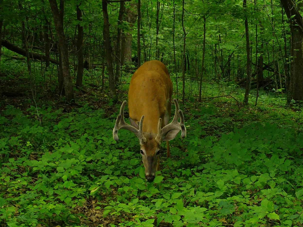 A velvet-antlered buck lowers its head to graze on the green forest floor. 