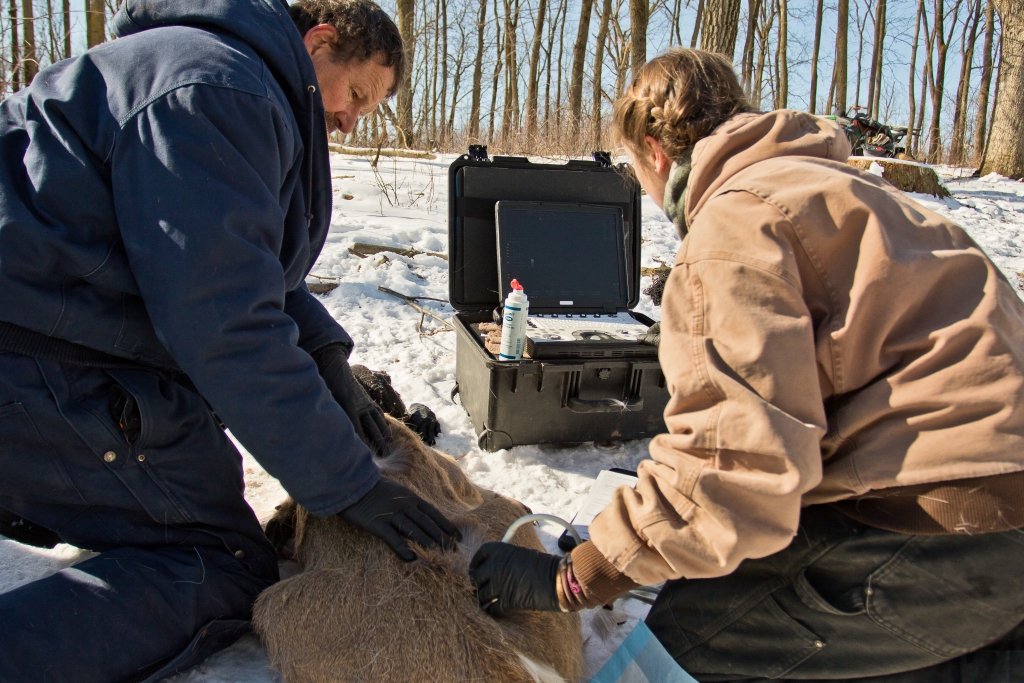 The SW CWD team collaring a doe in 2017