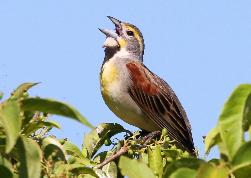 Named for their distinctive song, Dickcissels are now prevalent in fields and grasslands across Wisconsin. Photo by Ryan Brady.