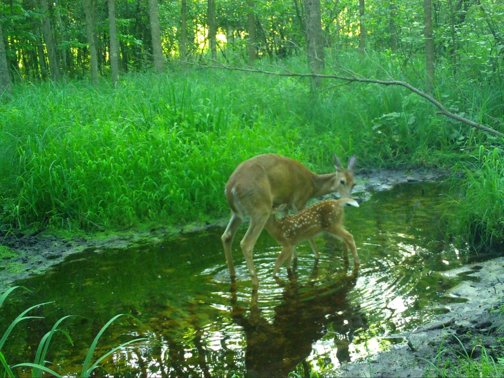 Cute photo of a fawn feeding from its mother