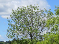 An ash tree impacted by emerald ash borer. The leaves are beginning to thin.