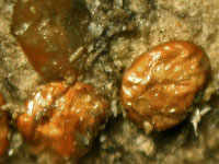 A cluster of wrinkled, orange-brown emerald ash borer eggs.