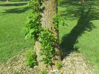 A tree trunk covered in newly sprouted leaves.