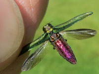 A close-up of an emerald ash borer with wings extended.