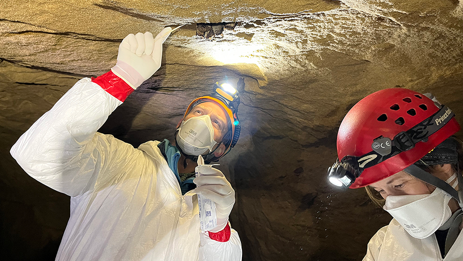 The Endangered Resources Fund helps us partner with Virginia Tech researchers on white-nose syndrome recovery in bats.