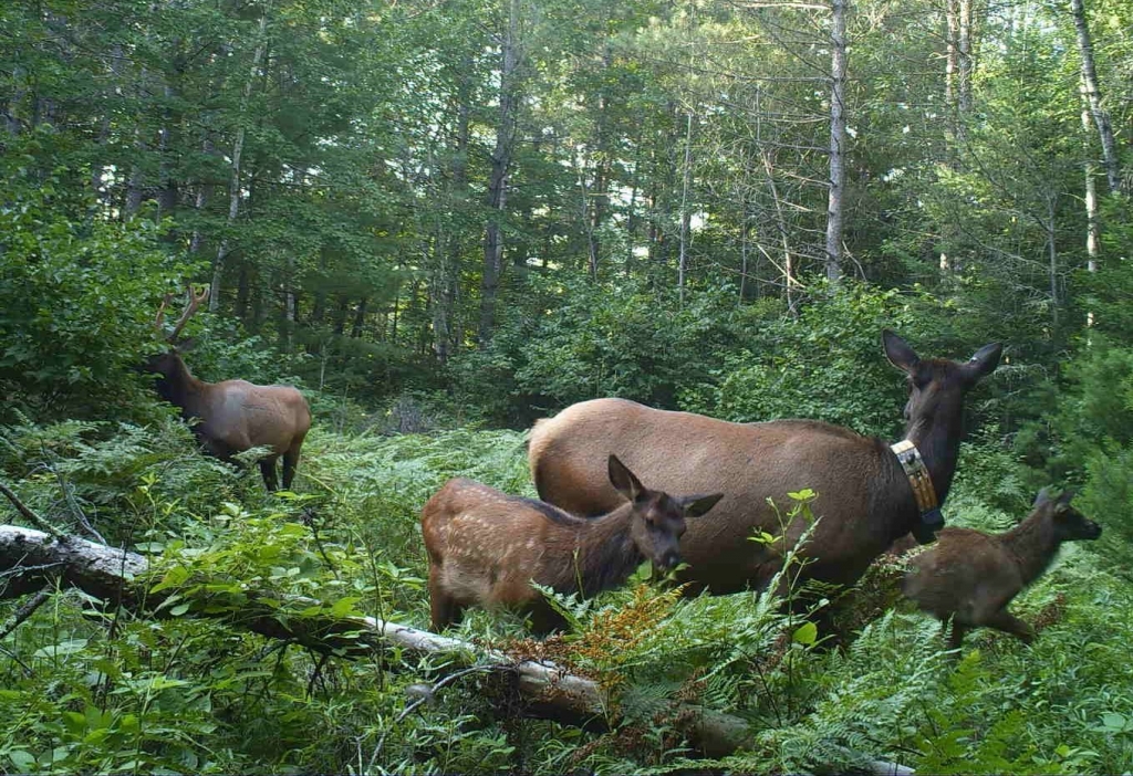 Elk family unit from Ashland County