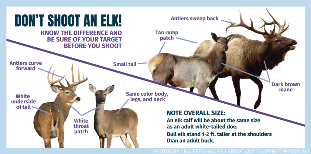 A graphic showing the difference between elk and deer. The heading says “Don’t shoot an elk! Know the difference and be sure of your target before you shoot. Next to an image of both a bull and cow elk text highlights, “dark brown mane, tan rump patch and small tail” Beside the bull elk it says, “antlers sweep back.” The buck photo points out that the antlers of a male deer curve forward. Additional deer highlights next to a buck and doe highlight, “white underside of tail, white throat patch, and a same color body, legs and neck.” There is additionally a note about overall size that says, “an elk calf will be about the same size as an adult white-tailed doe. Bull elk stand 1-2 ft. taller at the shoulders than an adult buck.” Photo credit on the image is noted to Lisa Freshwaters Arndt and Snapshot Wisconsin.