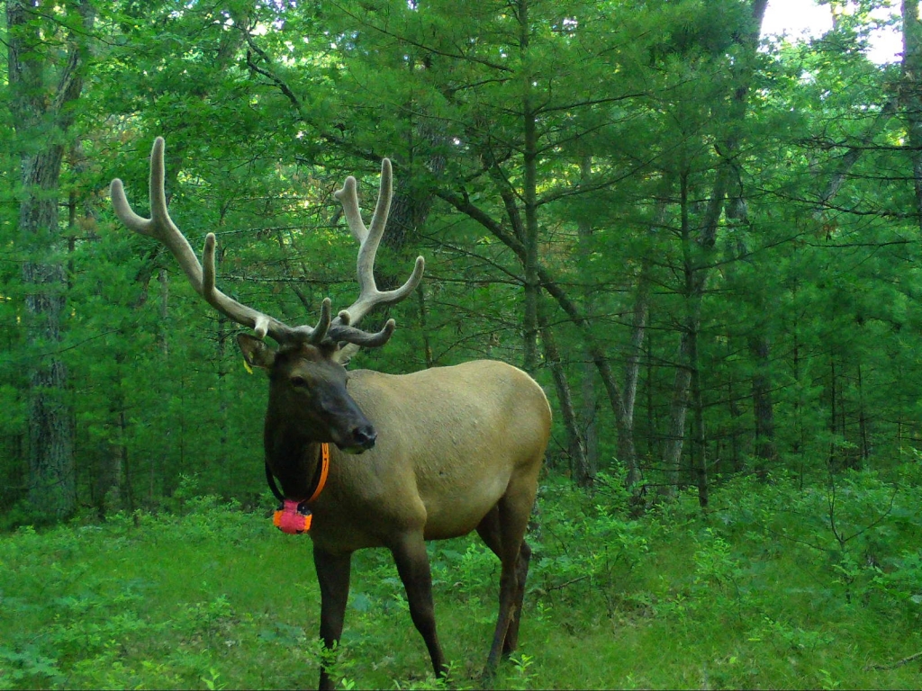 Collared elk stands in front of a lush green woods