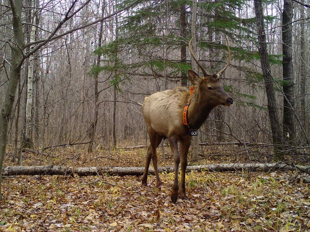 Young elk wandering through the woods